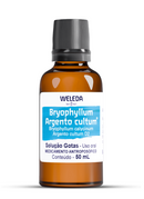 Bryophyllum Argento cultum